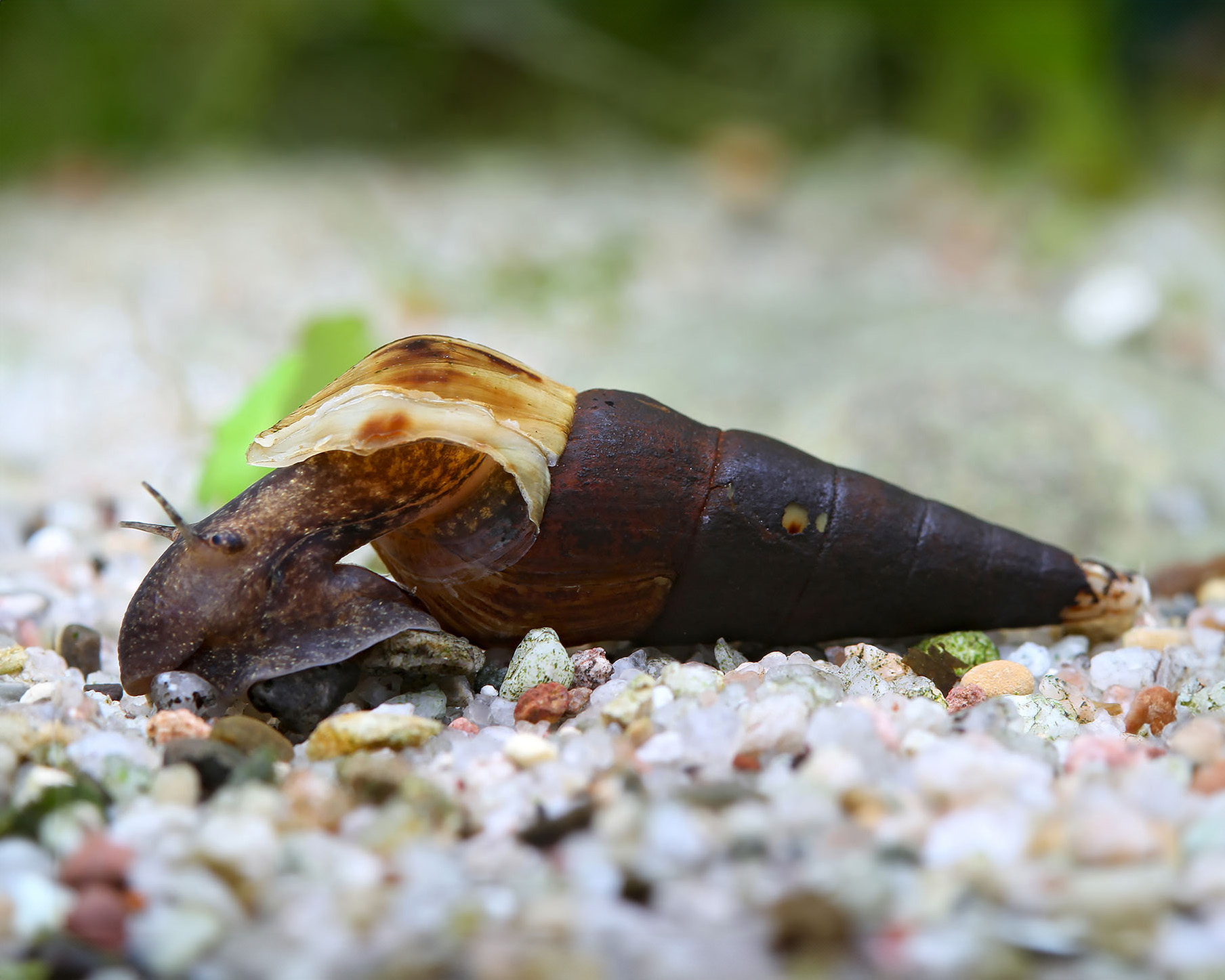 Indian Malayan Louver Snail (Melanoides tuberculata)